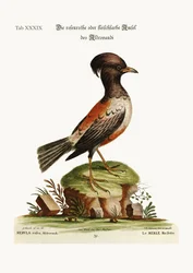 The rose or carnation-coloured Ouzel of Aldrovandi, 1749-73